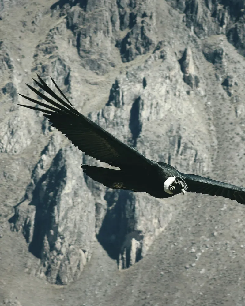 Arequipa & the Colca Canyon
