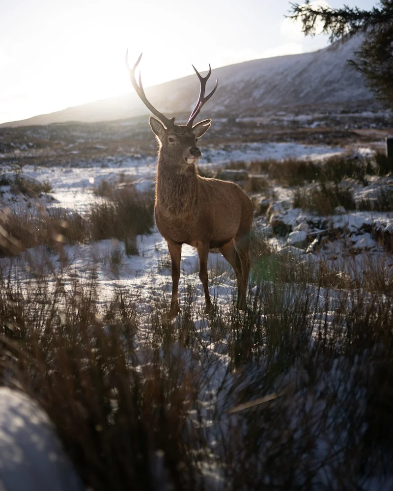 Highland wildlife, Scotland