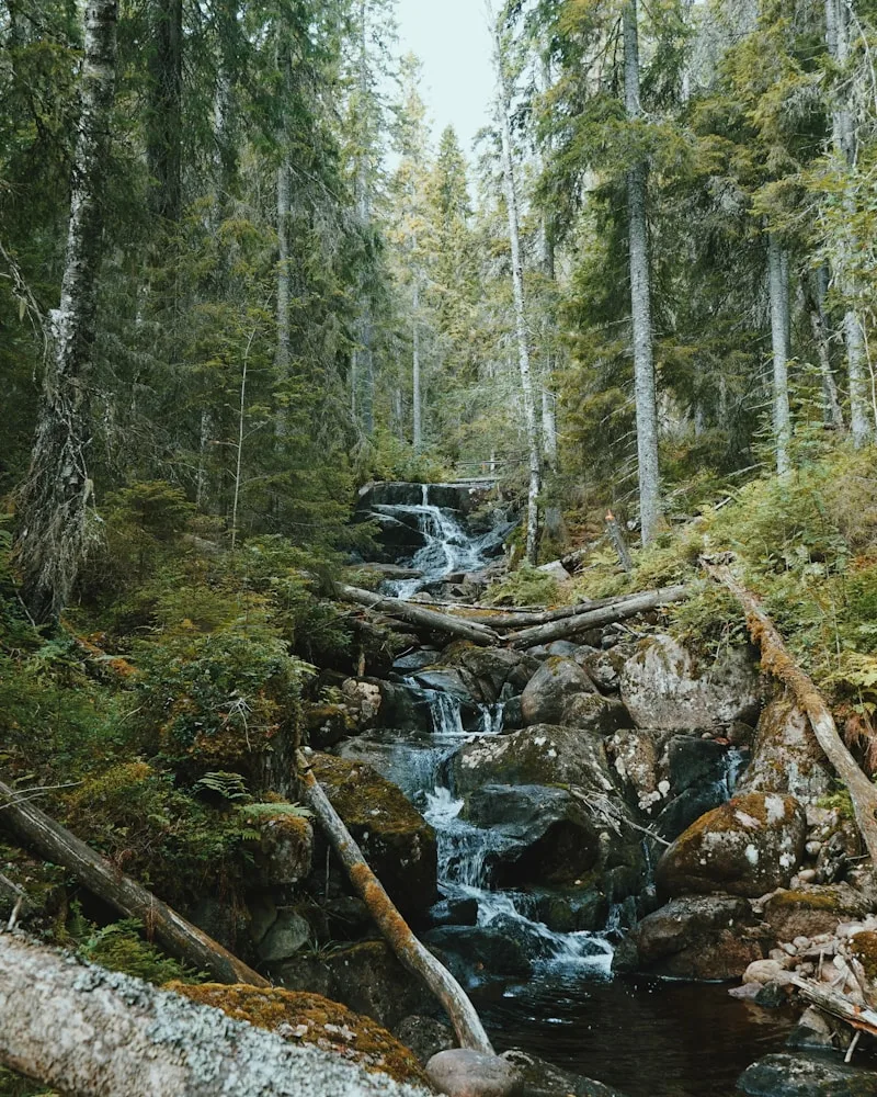 A forest waterfall and stream, Slovakia