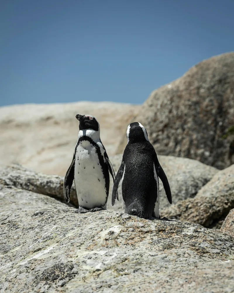 The penguins at Boulders Beach, South Africa