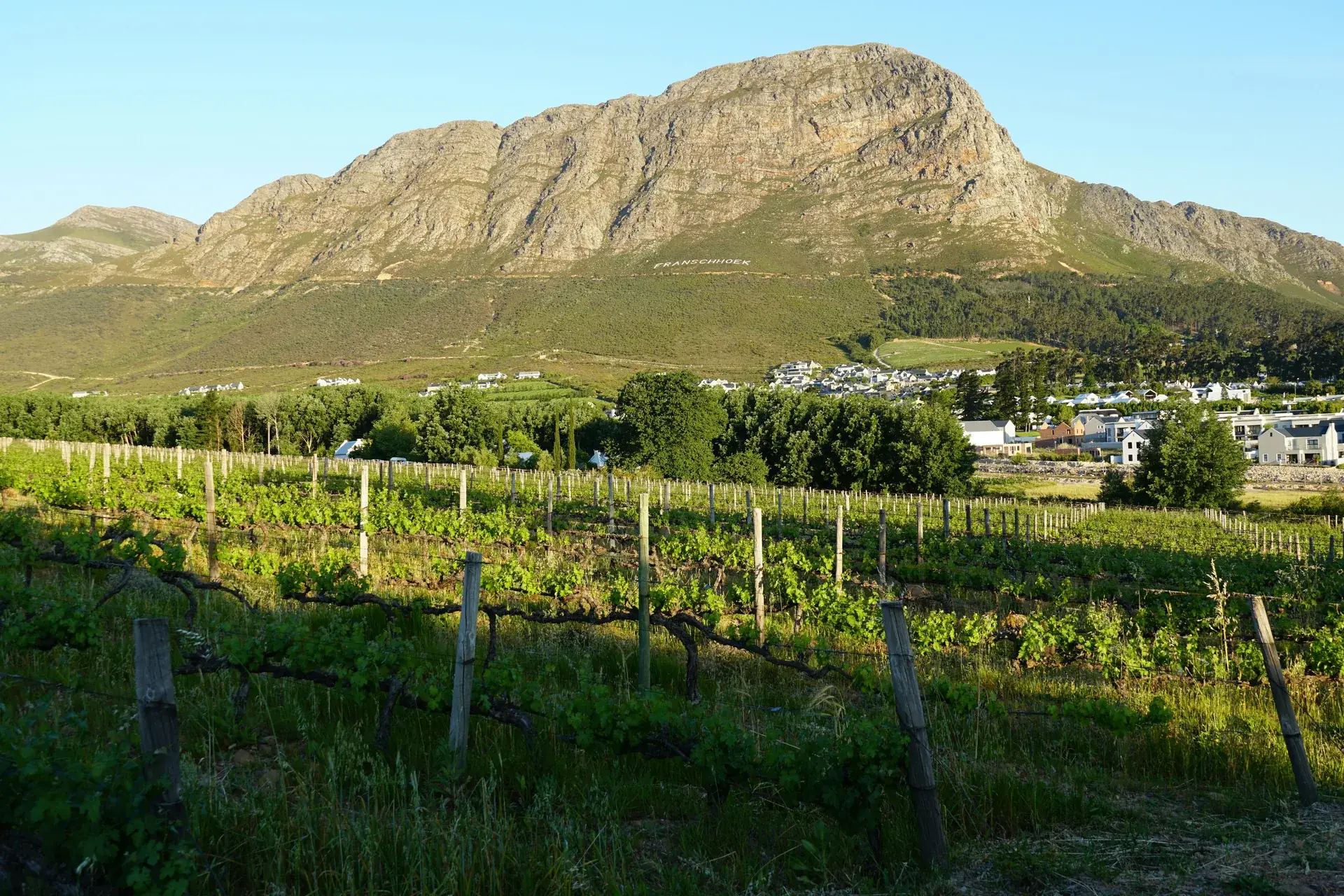 Cape Winelands Wine Tasting