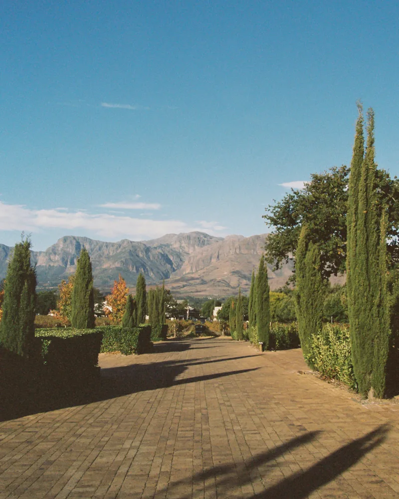 Vineyards against the mountains, South Africa