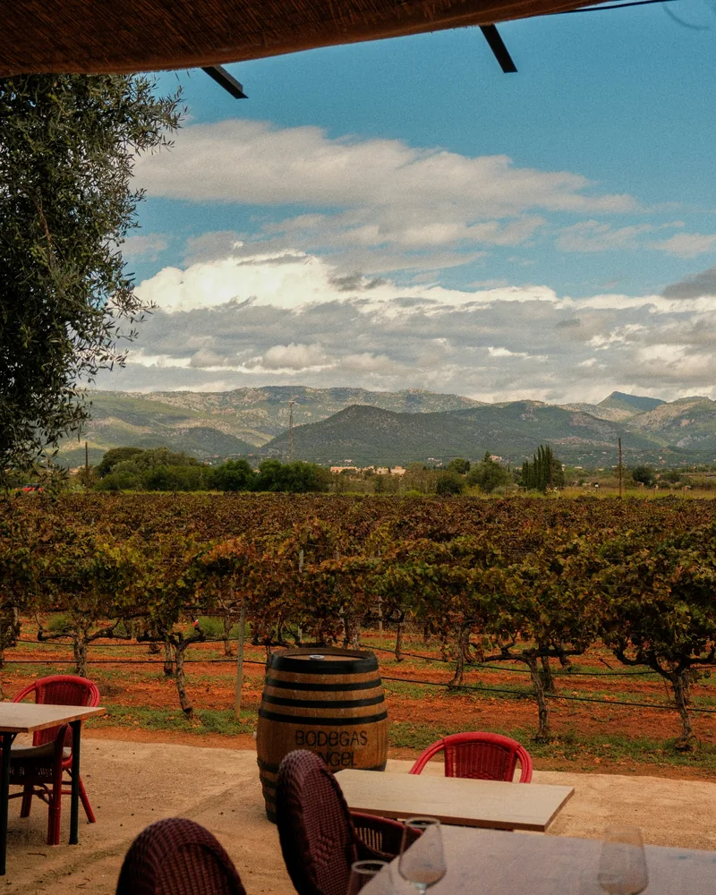 A long lunch among the vines, South Africa