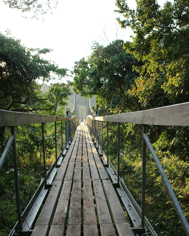 Tsitsikamma forest and the suspension bridge, South Africa
