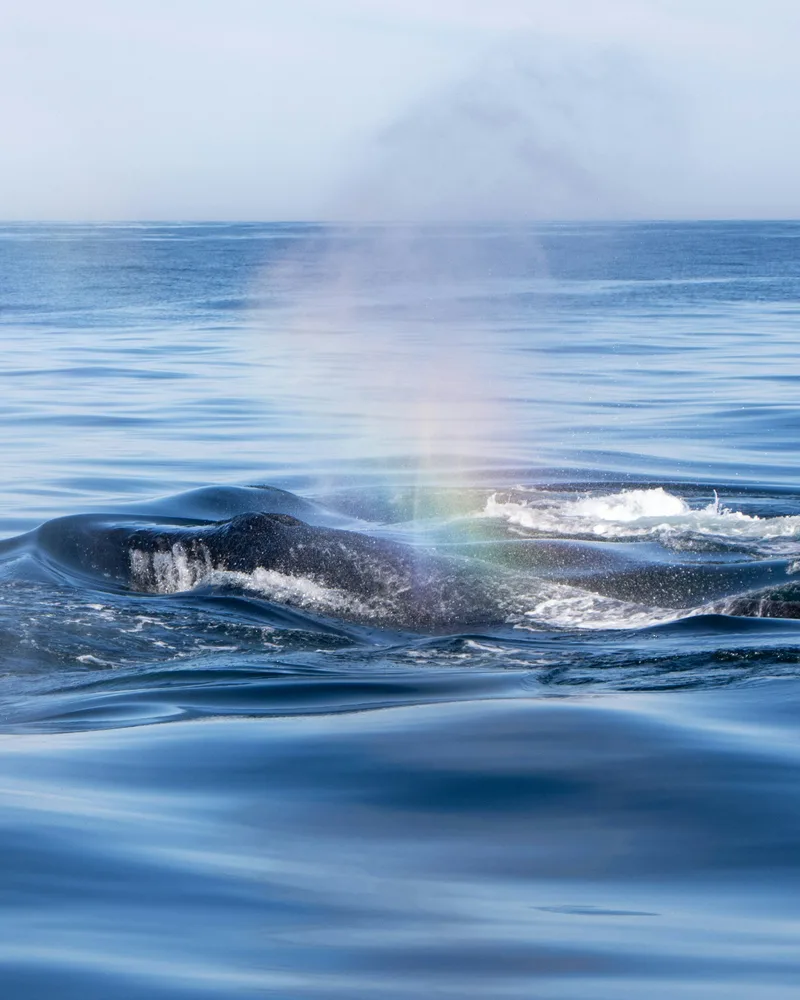 Whales and dolphins offshore, South Africa