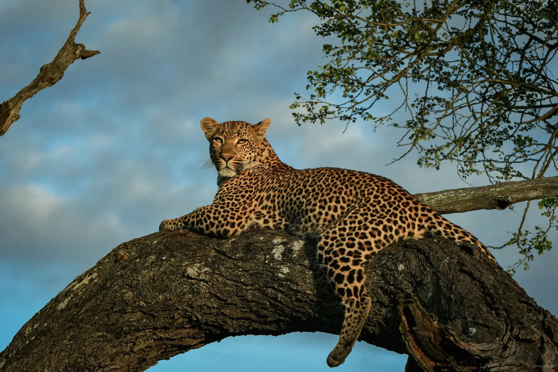 A Kruger Big Five Safari