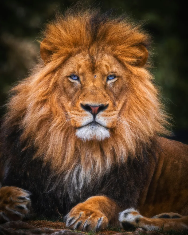 The Big Five, South Africa