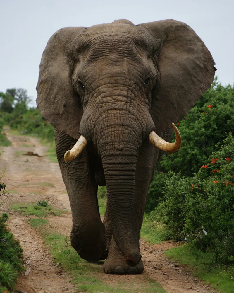 Elephants in the bushveld, South Africa