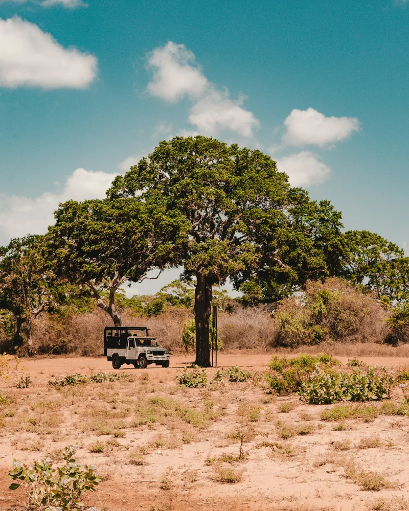 A game drive from a safari lodge, South Africa