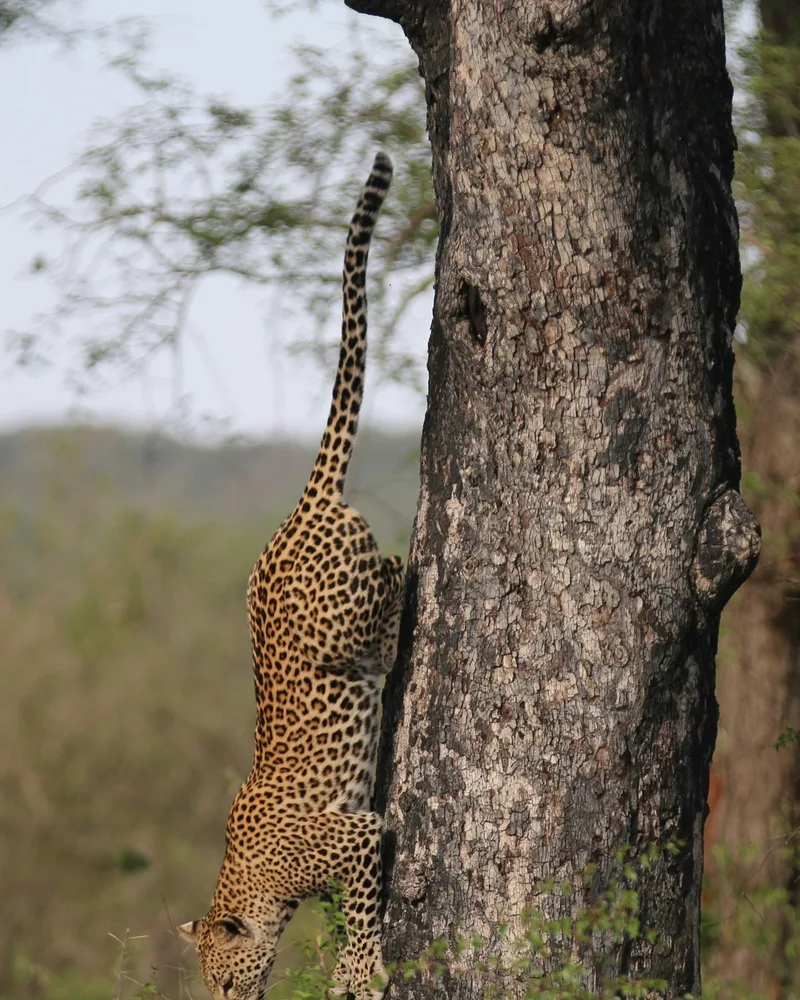 A leopard in a tree, South Africa