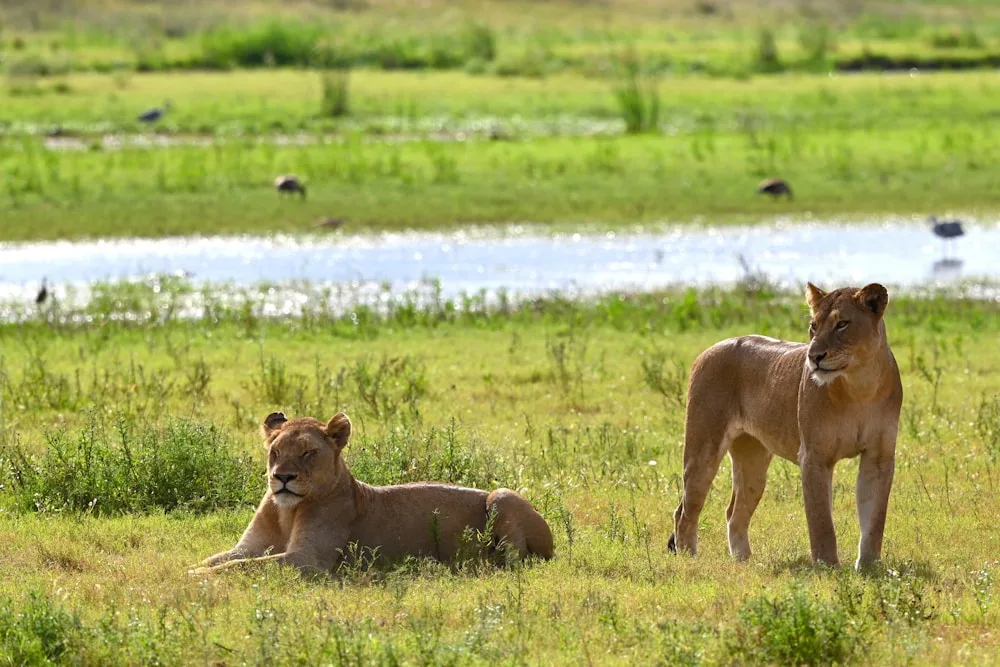 Kruger Safari