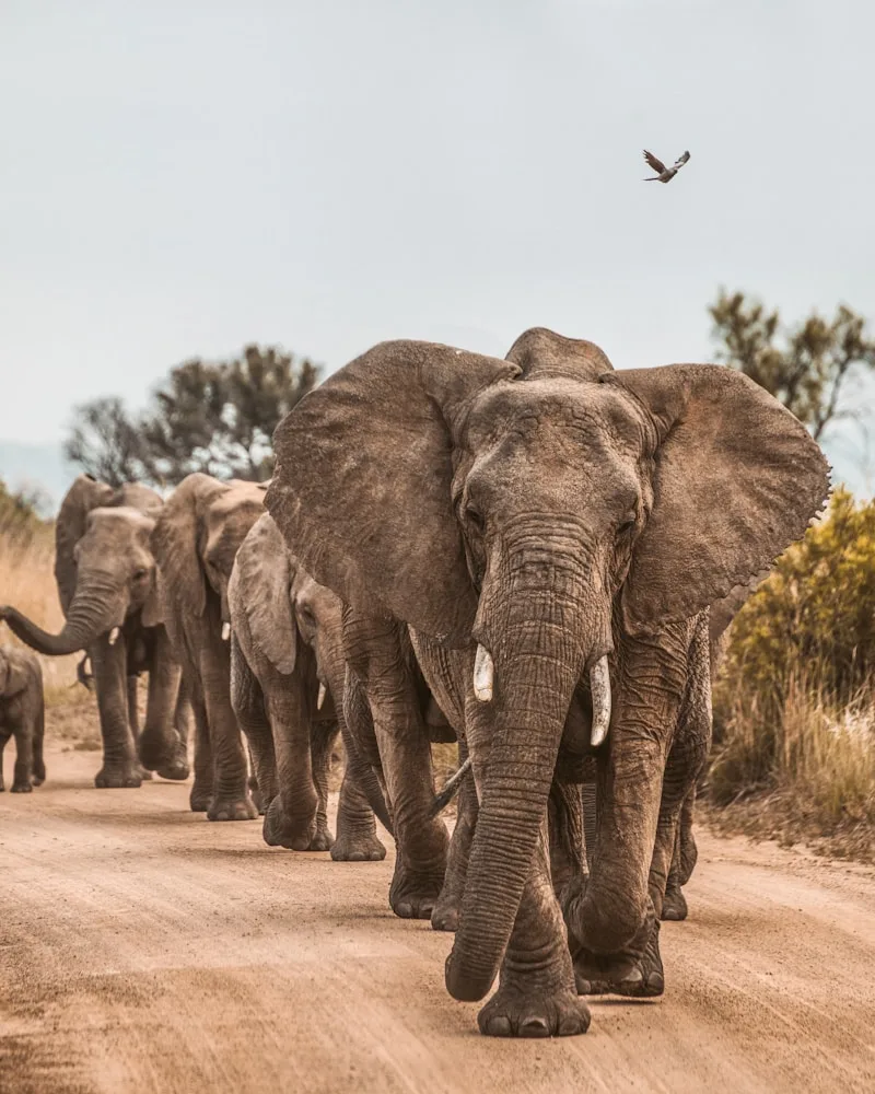 Kruger & the Safari Northeast