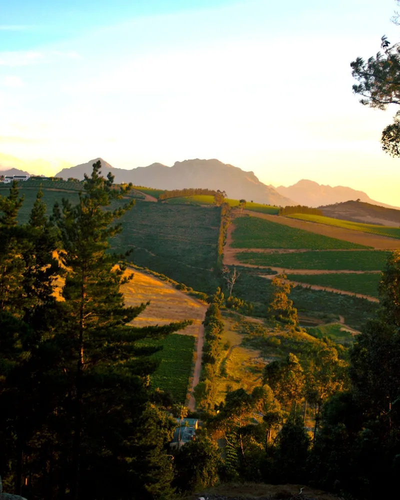 The Winelands