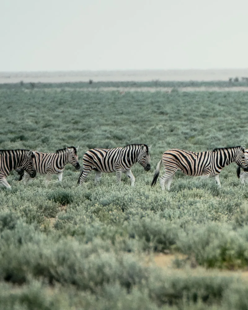 The herds from the air, Tanzania