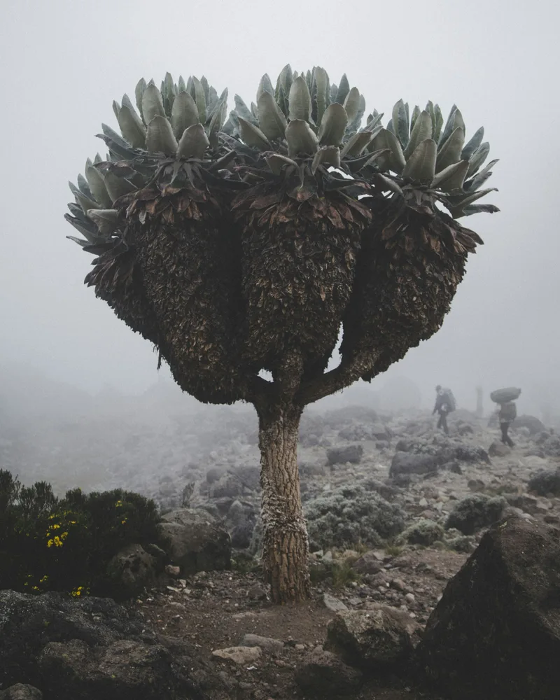 The cloud forest & moorland, Tanzania