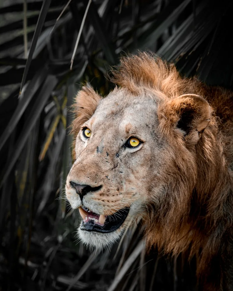 Big game on the floor, Tanzania