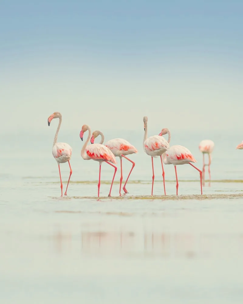 Flamingos on the soda lake, Tanzania