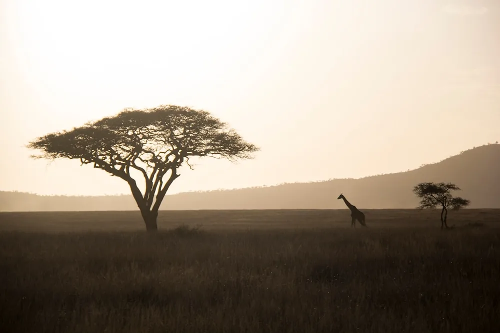 Combine with the Serengeti & Olduvai Gorge