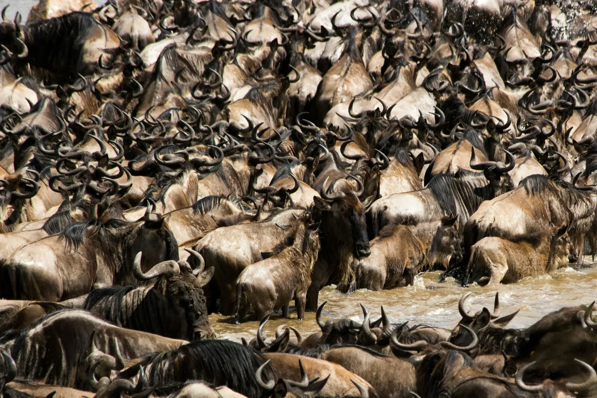 A Serengeti Migration Safari
