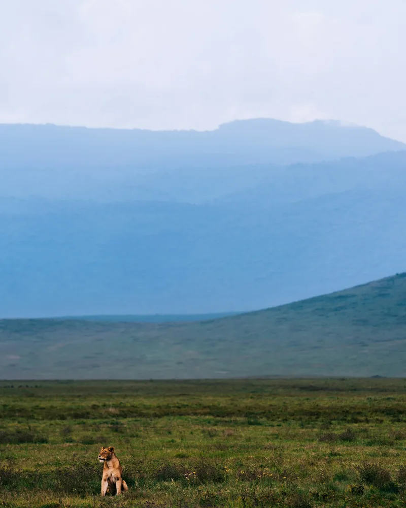 The big cats, Tanzania