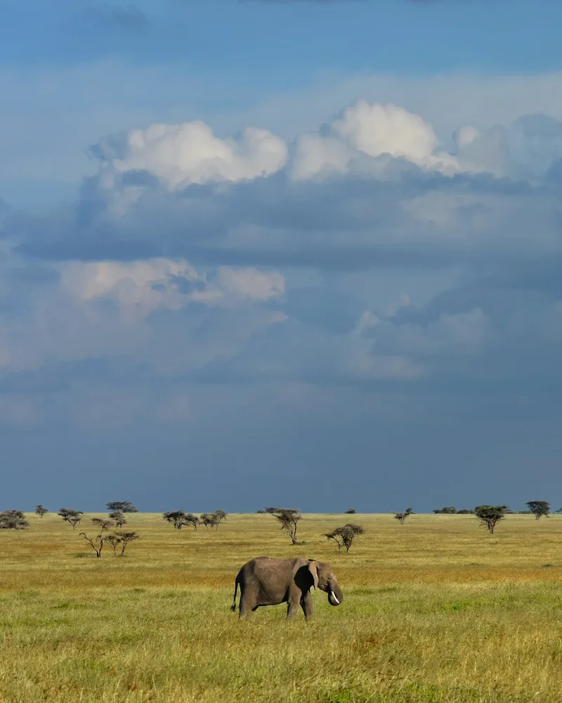 The endless plains, Tanzania