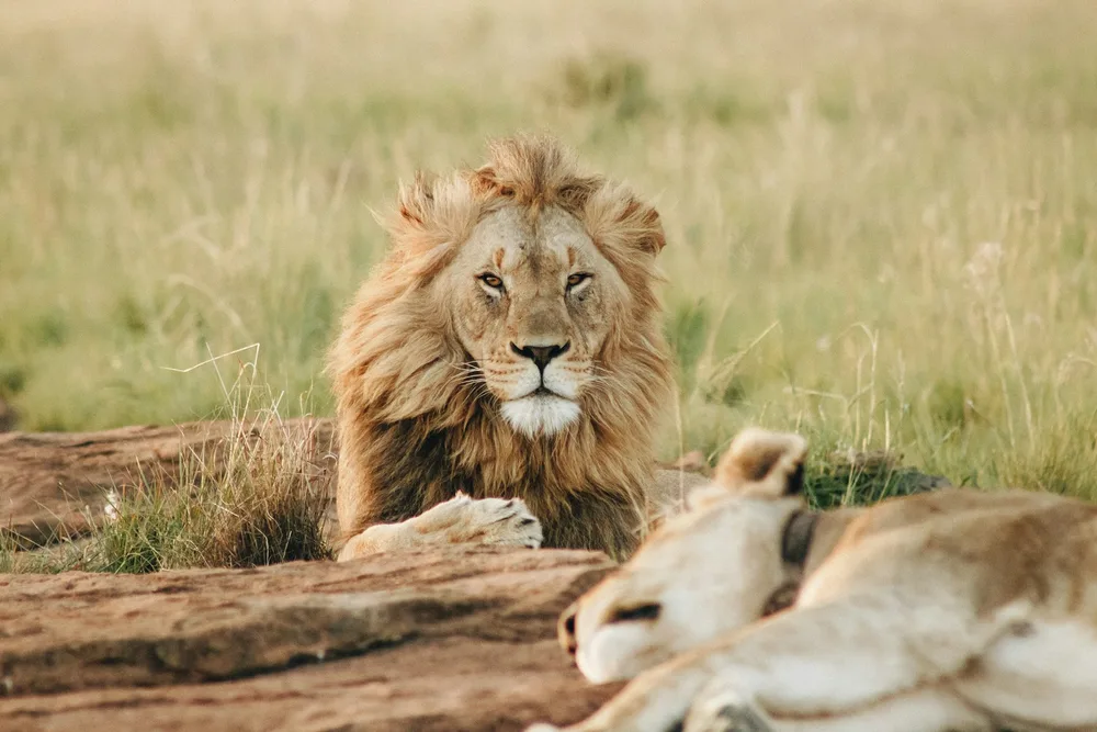 The Serengeti