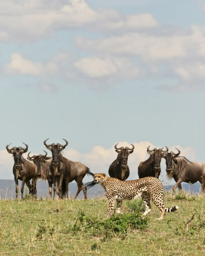 The Serengeti