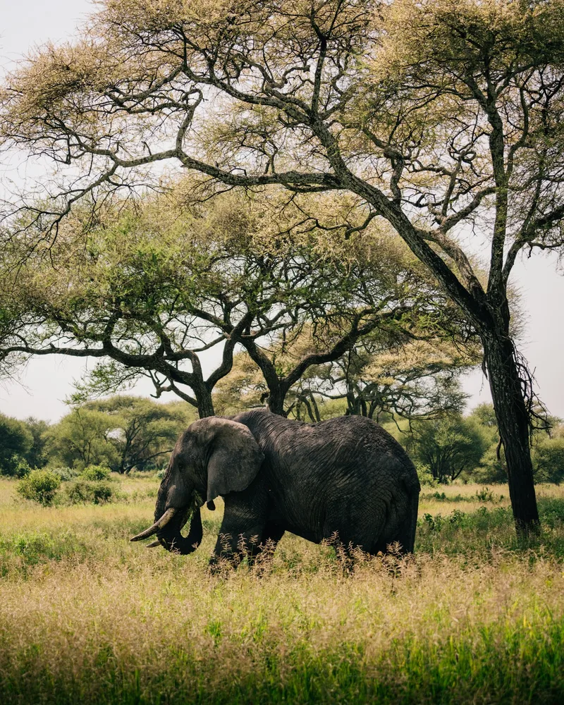 Tarangire & Lake Manyara