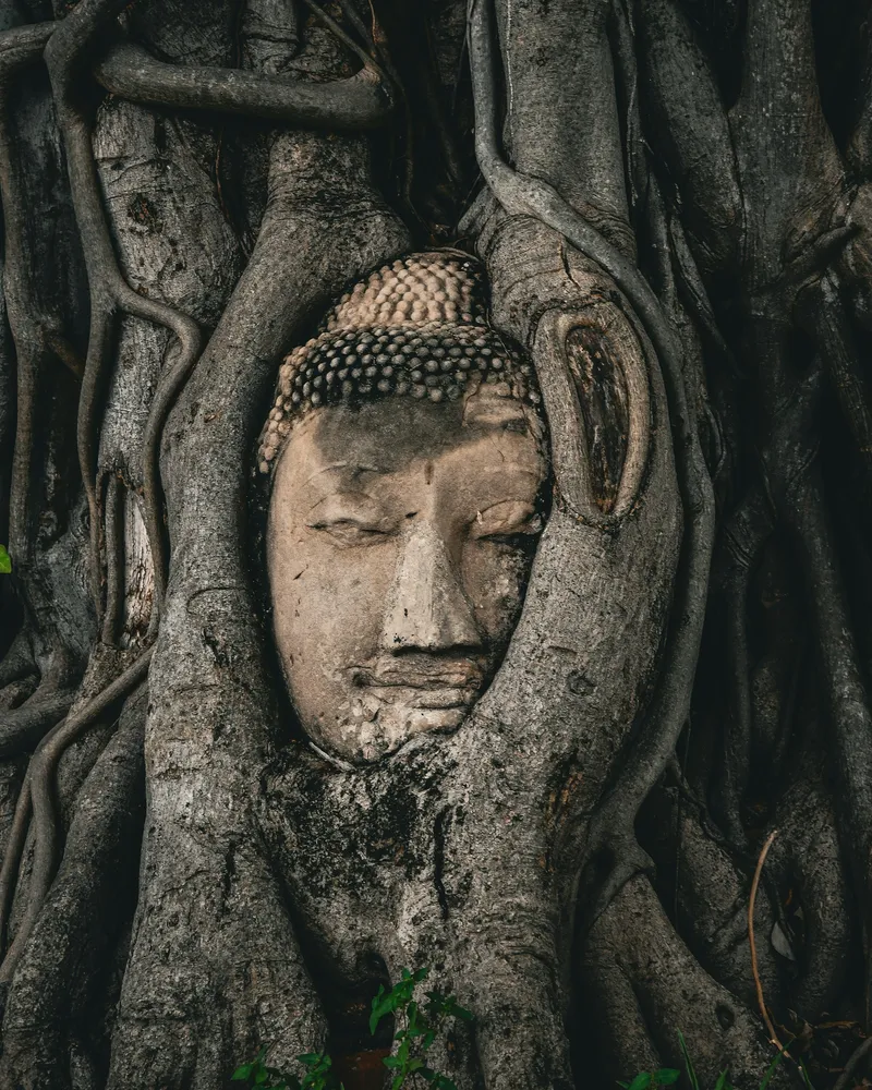 The Buddha head at Wat Mahathat, Thailand