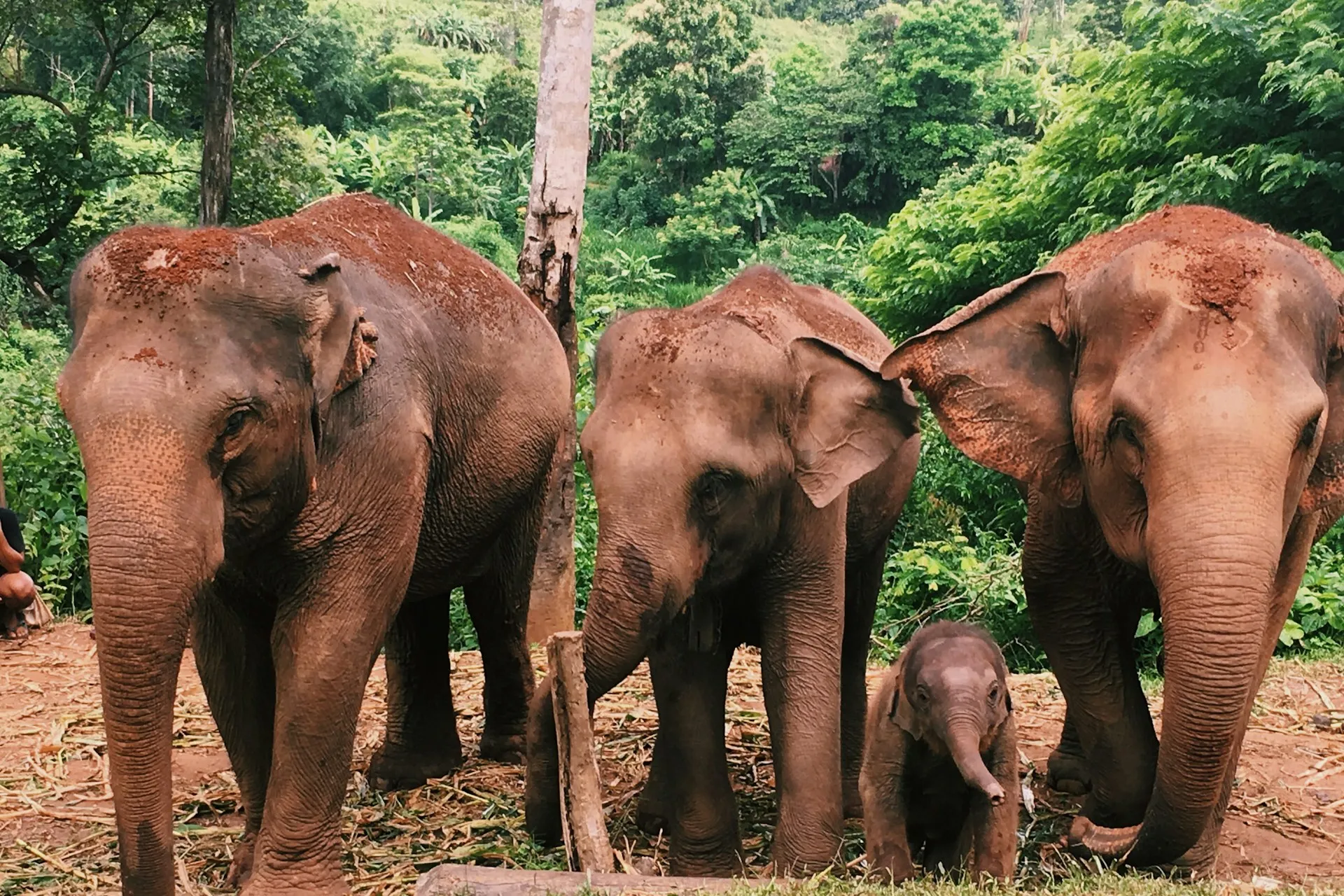 An Ethical Elephant Sanctuary Day, Chiang Mai