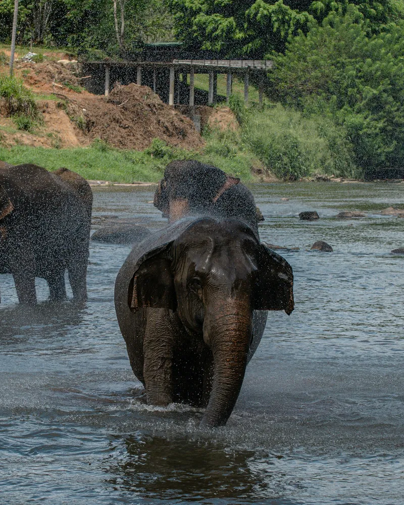 Elephants in the river, Thailand