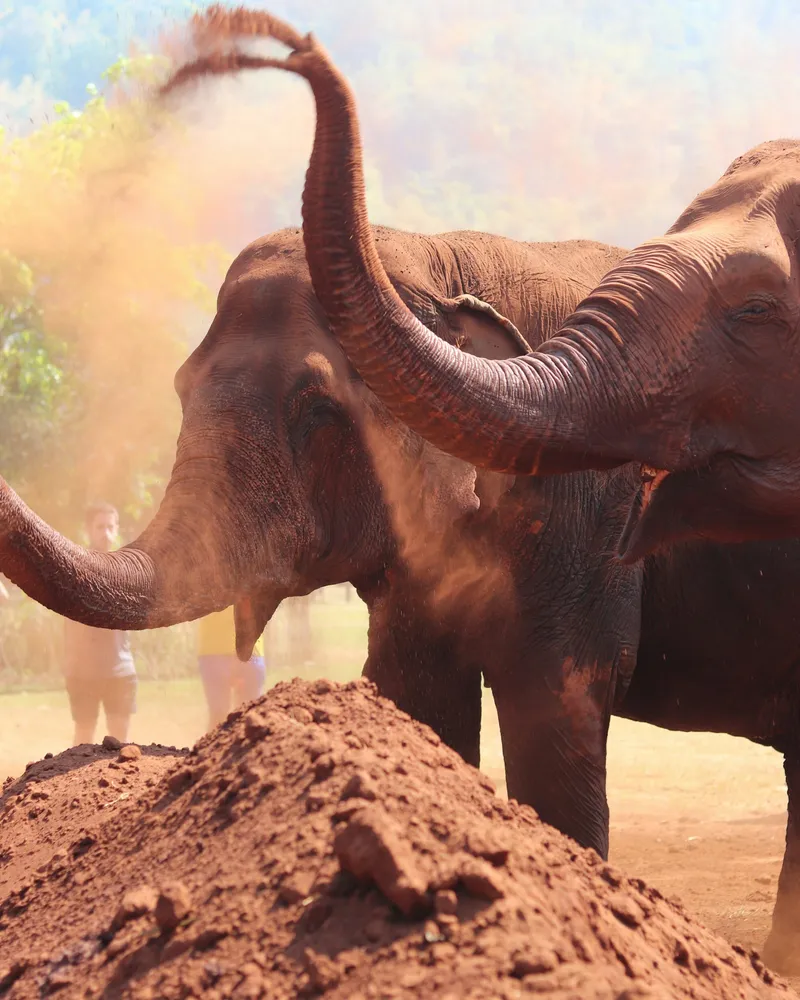 The herd in the valley, Thailand