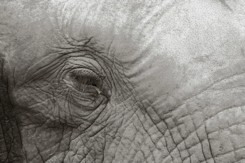 How to tell an ethical sanctuary