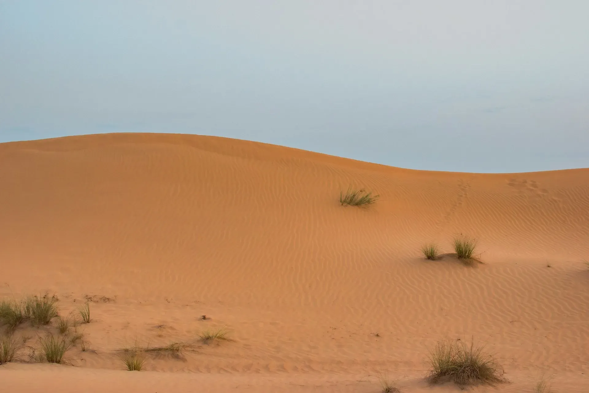 A Desert Dune Safari