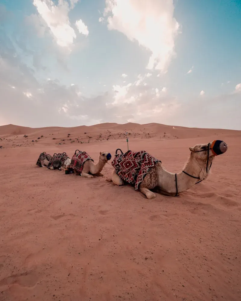 A camel ride at golden hour, United Arab Emirates