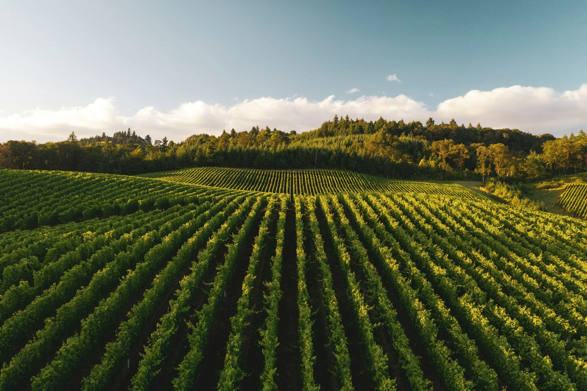 A Tannat Tasting in the Wine Country