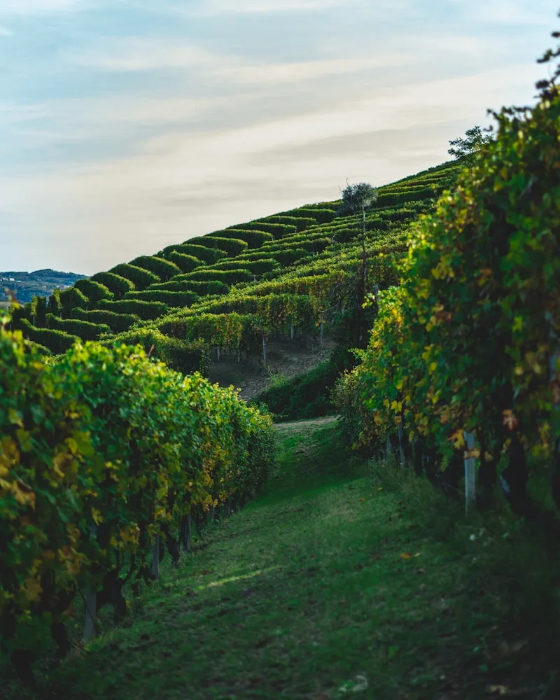 The vine rows, Uruguay
