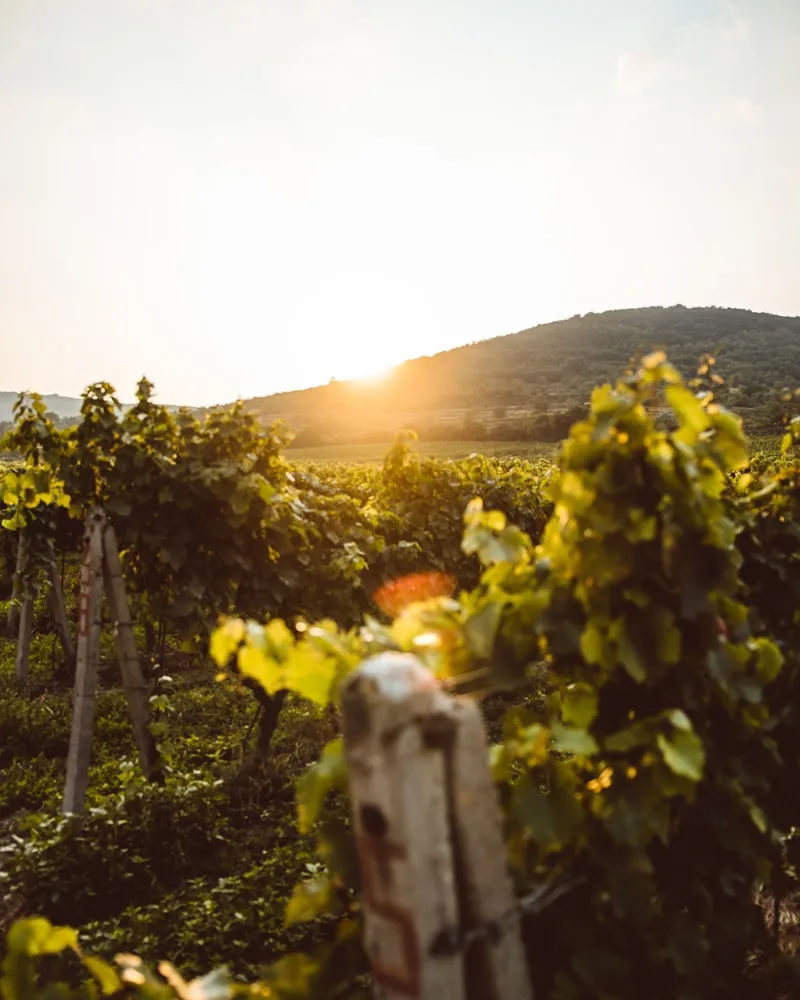 The Wine Country