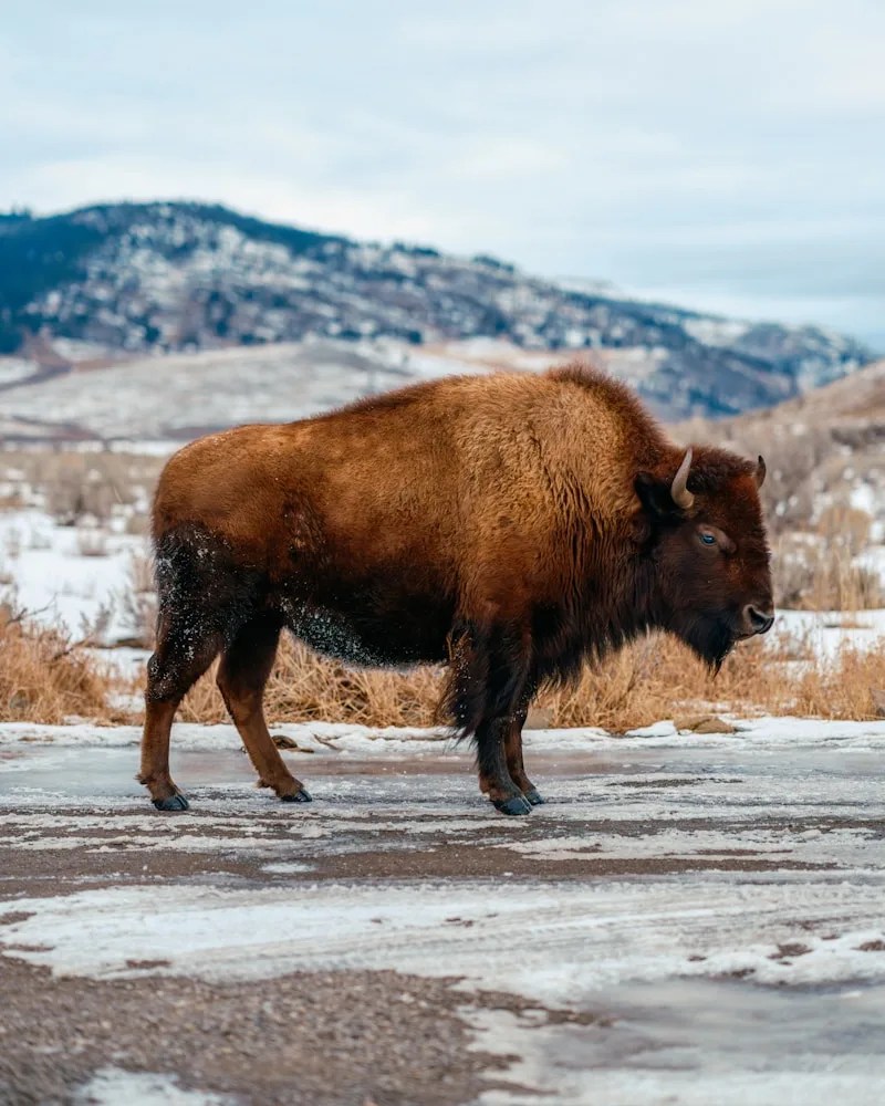 Wildlife, United States