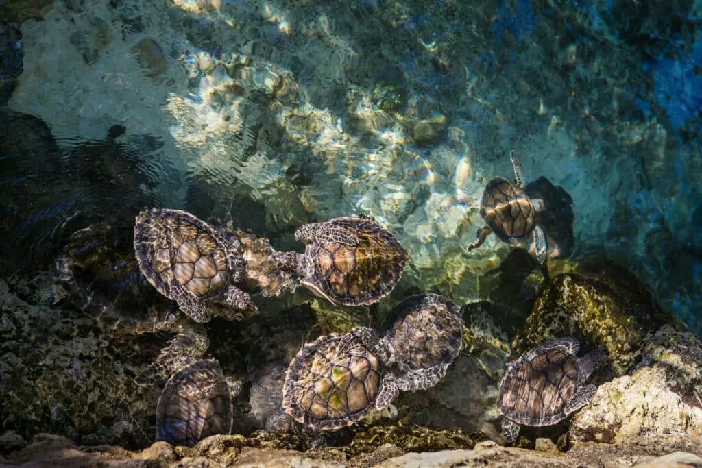 How to Plan a Trip to Xcaret: A Complete Guide