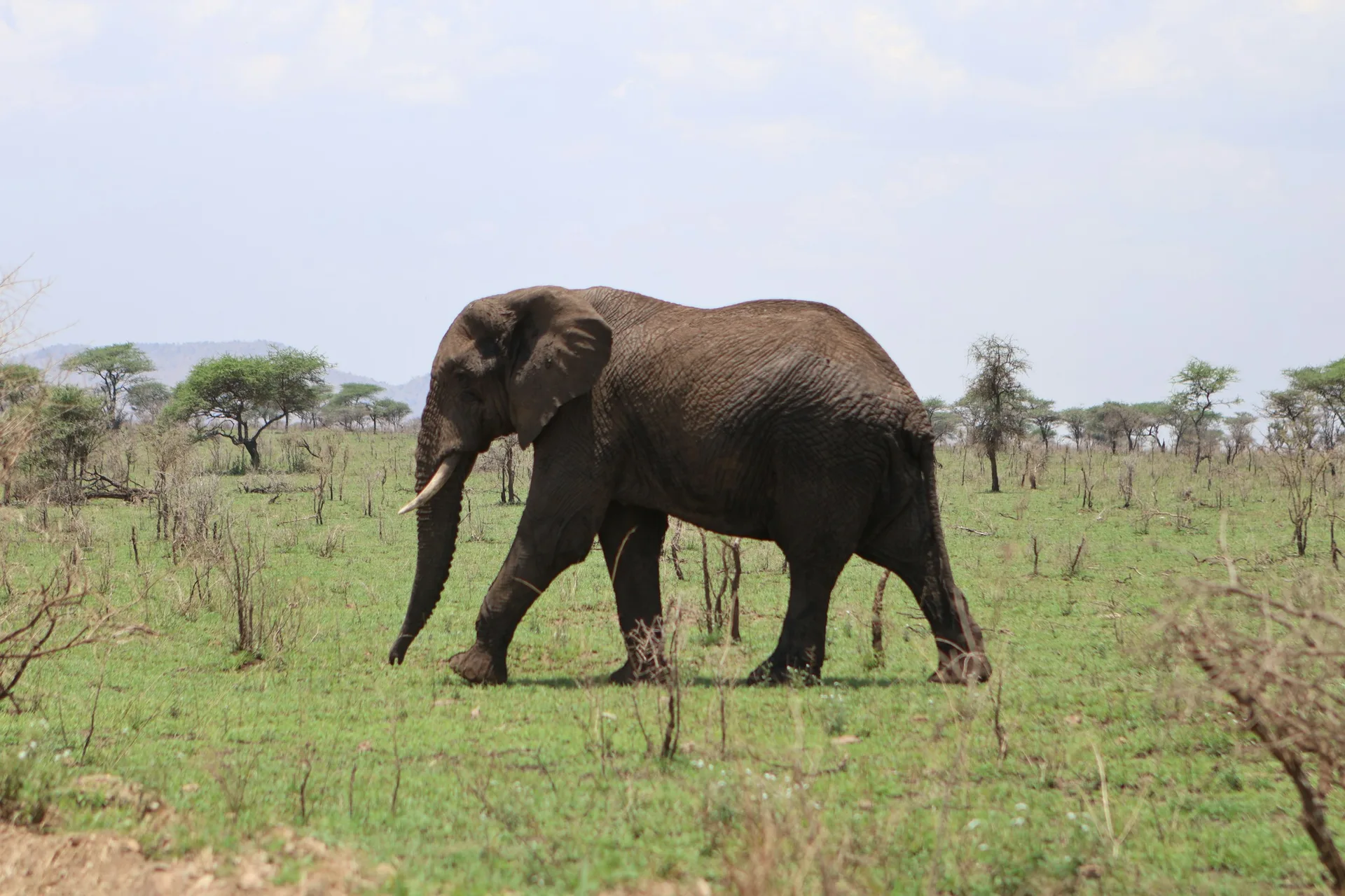 An elephant crossing the golden savanna